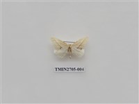 藏品(尺蛾249)的圖片